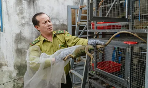 VIDEO: Đột kích căn nhà ở Bình Thạnh, phát hiện 202 con kỳ nhông nuôi nhốt trái phép