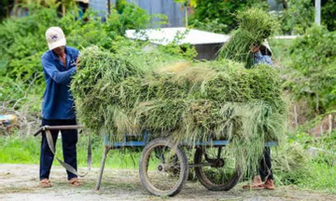 Phiên chợ độc lạ ở An Giang buôn bán 'thứ bỏ đi', nuôi sống bao phận người