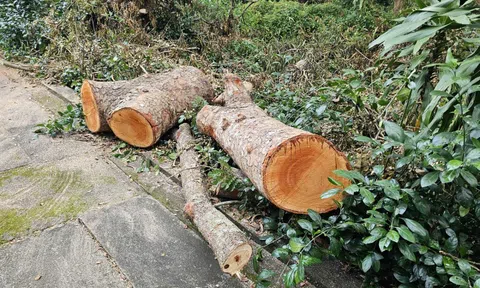 Cần Thơ xác minh vụ hàng loạt cây xanh ở Hồ Nước ngọt bị "triệt hạ"