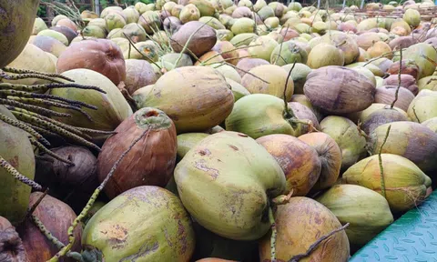 Giá dừa khô rớt thảm