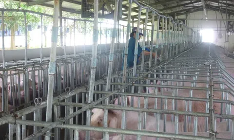 Giá heo hơi hôm nay, 9-12: Khu vực phía Nam bật tăng