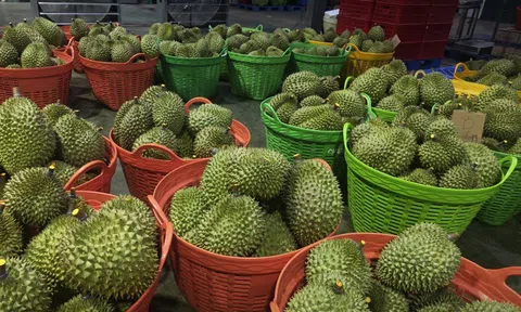 Sầu riêng trái vụ tiếp tục rớt giá, nông dân lo lắng