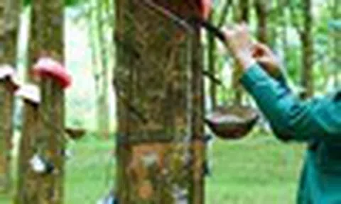 Cổ phiếu cần quan tâm ngày 16/12