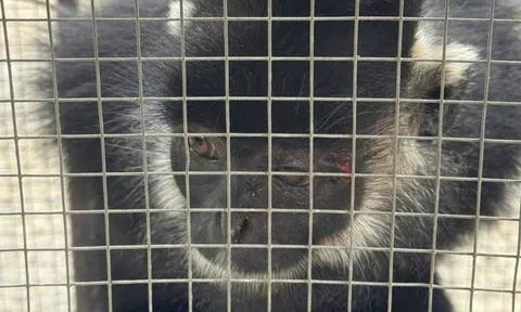 Đã bắt được con vật liên tiếp tấn công người dân ở Quảng Trị