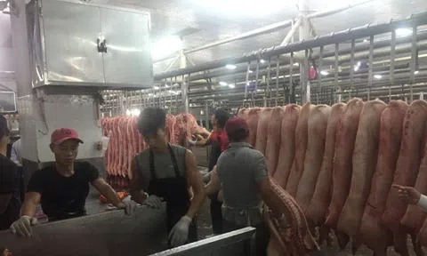 Giá heo hơi hôm nay, 21-12: Heo mảng tại chợ đầu mối lập đỉnh mới