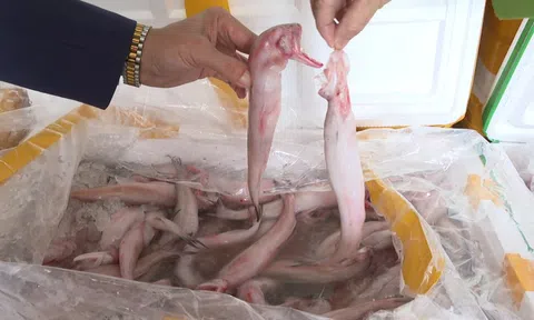 Mua cá khoai chứa formol từ Trung Quốc 37.000 đồng, chở về biển Sầm Sơn bán 130.000 đồng/kg