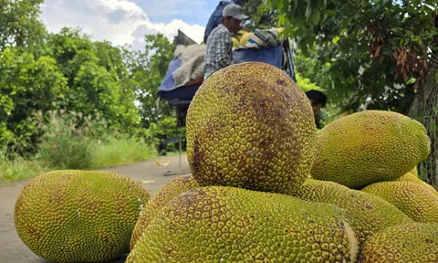 Thêm một loại trái cây phổ biến của Việt Nam được xuất khẩu chính ngạch sang Trung Quốc