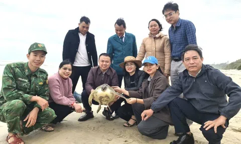 Dính "lưới ma", con vật quý mắc cạn