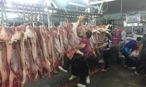 Giá heo hơi hôm nay, 24-12: Vượt mốc 70.000 đồng/kg