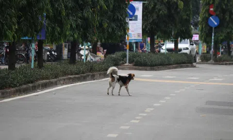 Bất chấp quy định xử phạt, chó thả rông vẫn tràn lan trên phố