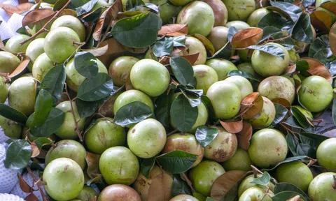 Rộn ràng vú sữa Lò Rèn, nhà vườn "bỏ túi" hàng trăm triệu đồng