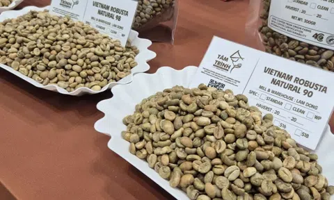 Giá cà phê hôm nay 30-12: Tiếp tục đà tăng