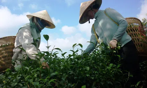 "Giải phóng"gần 500 container chè của Việt Nam bị kẹt ở Pakistan