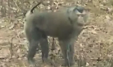 Khỉ hoang dã tấn công nhiều người dân