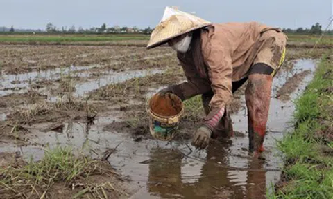 Người dân Đà Nẵng lội bùn 'nhặt tiền' trên ruộng những ngày cuối năm