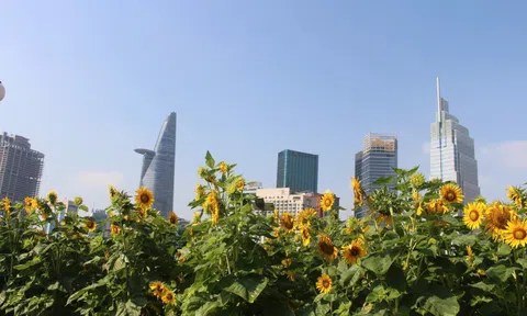 Cánh đồng hoa hướng dương ở TP HCM thu hút người dân dịp đầu năm mới