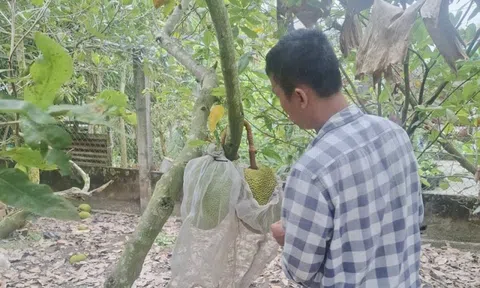 Giá mít Thái tăng cao nhưng vì sao nhà vườn miền Tây không vui?