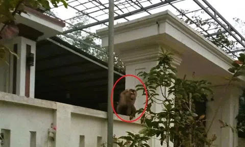 Khỉ đuôi lợn tấn công, người phụ nữ phải khâu 15 mũi