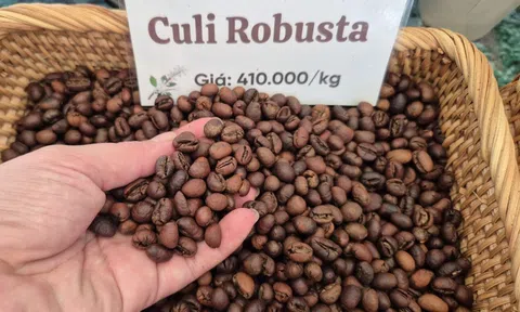 Cà phê lập kỷ lục xuất khẩu 9 tỉ USD: Chủ tịch VICOFA nói gì?