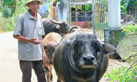 Con trâu có cặp sừng mọc ngược hiếm gặp, giúp lão nông xây nhà, tậu xe