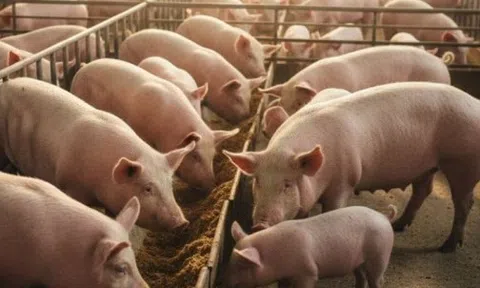 Dự báo về giá heo hơi Tết Bính Ngọ 2026, khó lên tới 80.000 đồng/kg?