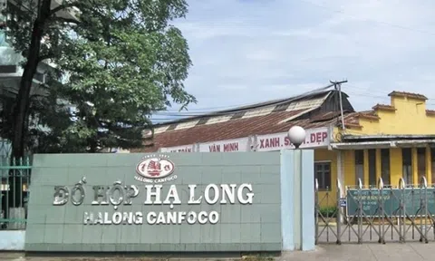 Dòng tiền hàng trăm tỷ đồng mỗi năm của Đồ hộp Hạ Long