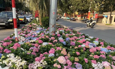 Sắc hoa điểm tô không gian đô thị Hà Nội, người dân đua nhau "check in"