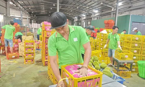 Việt Nam sắp dẫn đầu về xuất khẩu sầu riêng