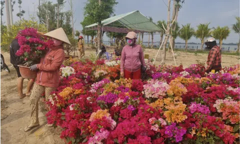Cần Thơ: 700 lô, sạp kinh doanh hoa kiểng Tết được miễn phí mặt bằng, điện, nước
