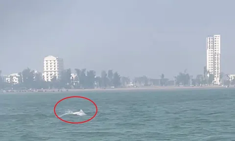 VIDEO: Đàn cá heo trắng "nhảy múa" ở biển Sầm Sơn
