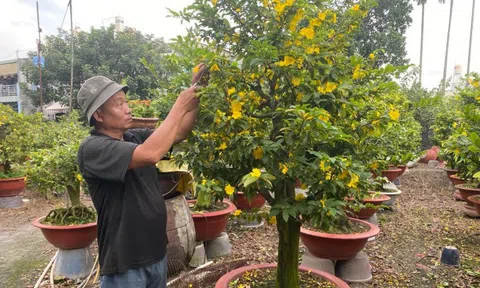 Diễn biến mới trên thị trường hoa mai Tết 2026