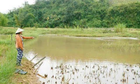 Hỗ trợ bèo bọt, làm đường cẩu thả