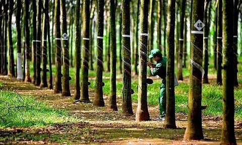 VinaCapital giảm sở hữu tại Cao su Phước Hòa xuống dưới 5%