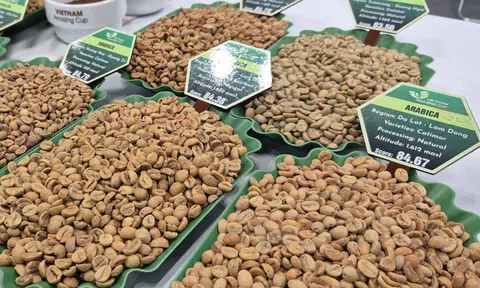 Giá cà phê hôm nay 18-1: Bầu Đức nói về giá cà phê hiện tại