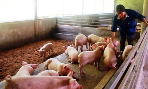 Chủ tịch UBND tỉnh Cà Mau có chỉ đạo "nóng" liên quan thực phẩm dịp Tết