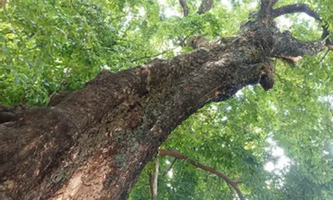 Cả làng ở Ninh Bình bảo vệ cây thị ‘khổng lồ’ như báu vật