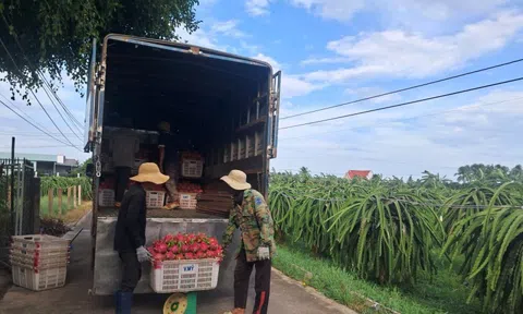 Thanh long nghịch vụ hút hàng, giá cao dịp cận Tết