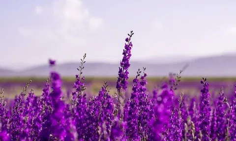 Một cổ phiếu chứng khoán "bốc đầu" kịch trần sau khi báo lãi năm 2025 gấp 860 lần