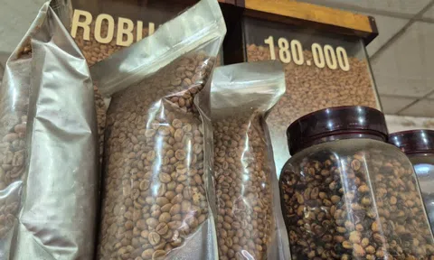 Giá cà phê hôm nay 23-1: Lại đi lùi, mong manh mốc 100.000 đồng/kg