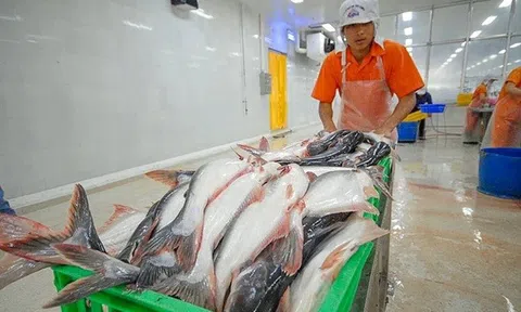 Cá tra Nam Việt lập đỉnh lợi nhuận năm 2025