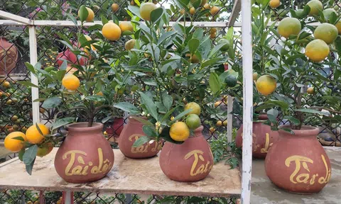 Quất bonsai mini giá vài trăm ngàn đồng mỗi bình