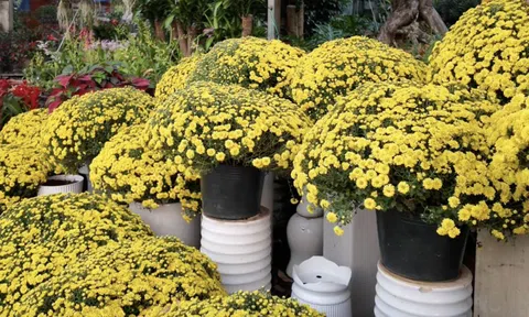 Giá cúc mâm xôi Tết có rẻ khi nhiều nơi kêu “giải cứu”?