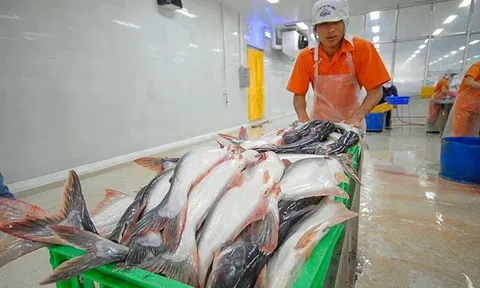 Cá tra Nam Việt lập đỉnh lợi nhuận năm 2025