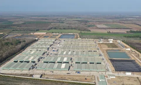 Phó Tổng giám đốc BAF: Dịch tả heo châu Phi là “bài toán sống còn”, ngành bước vào chu kỳ tái cấu trúc, giá heo 2026–2028 có thể đi theo 2 kịch bản