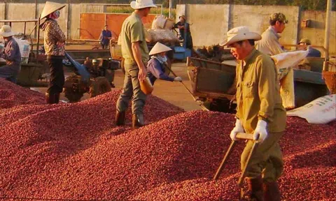 Giá cà phê tuần qua tăng cao, cả nước thu về 433 triệu USD từ xuất khẩu
