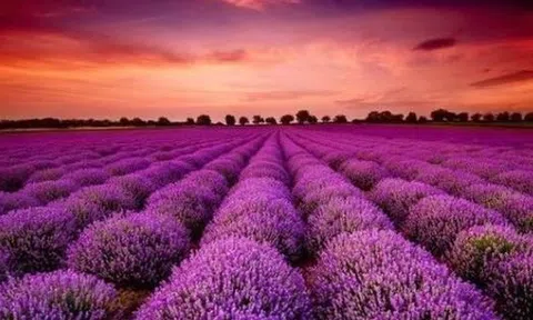 Cổ phiếu một cá mập từ khi lên sàn chỉ biết mỗi "màu tím", Tổng Giám đốc nói gì?