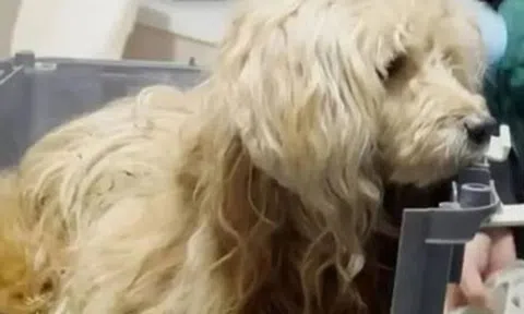 Chú chó trung thành ngày đêm đợi chủ đã mất gây xúc động