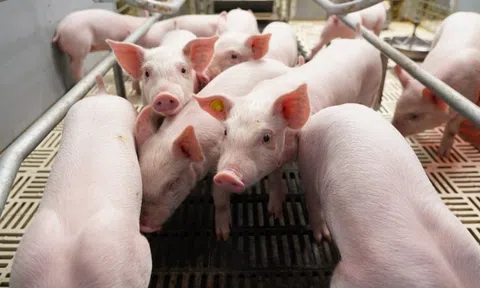 BAF Việt Nam: Cơ hội “đảo chiều” sau chu kỳ biến động Q4/2025 của ngành chăn nuôi