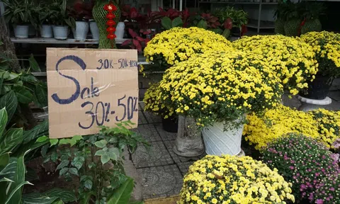 Chung tay “giải cứu” cúc mâm xôi nở sớm trước Tết