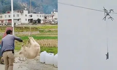 Lợn 'bay' giữa đêm rồi mắc kẹt, cả làng mất điện suốt 10 tiếng